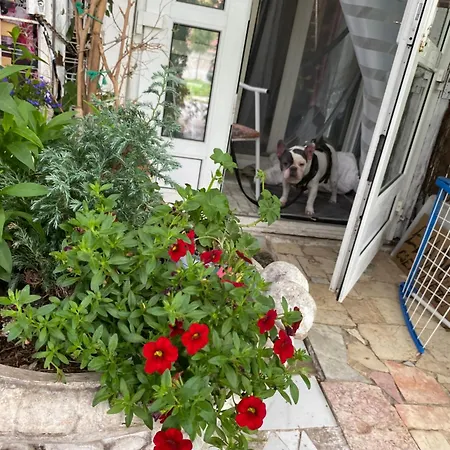 Privat Szobak 3 Alloggio in famiglia Budaörs