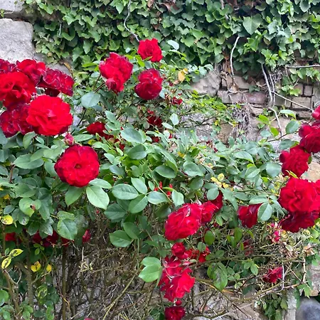 Privat Szobak 3 * Budaörs