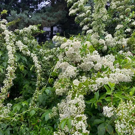 Privat Szobak 3 Budaörs